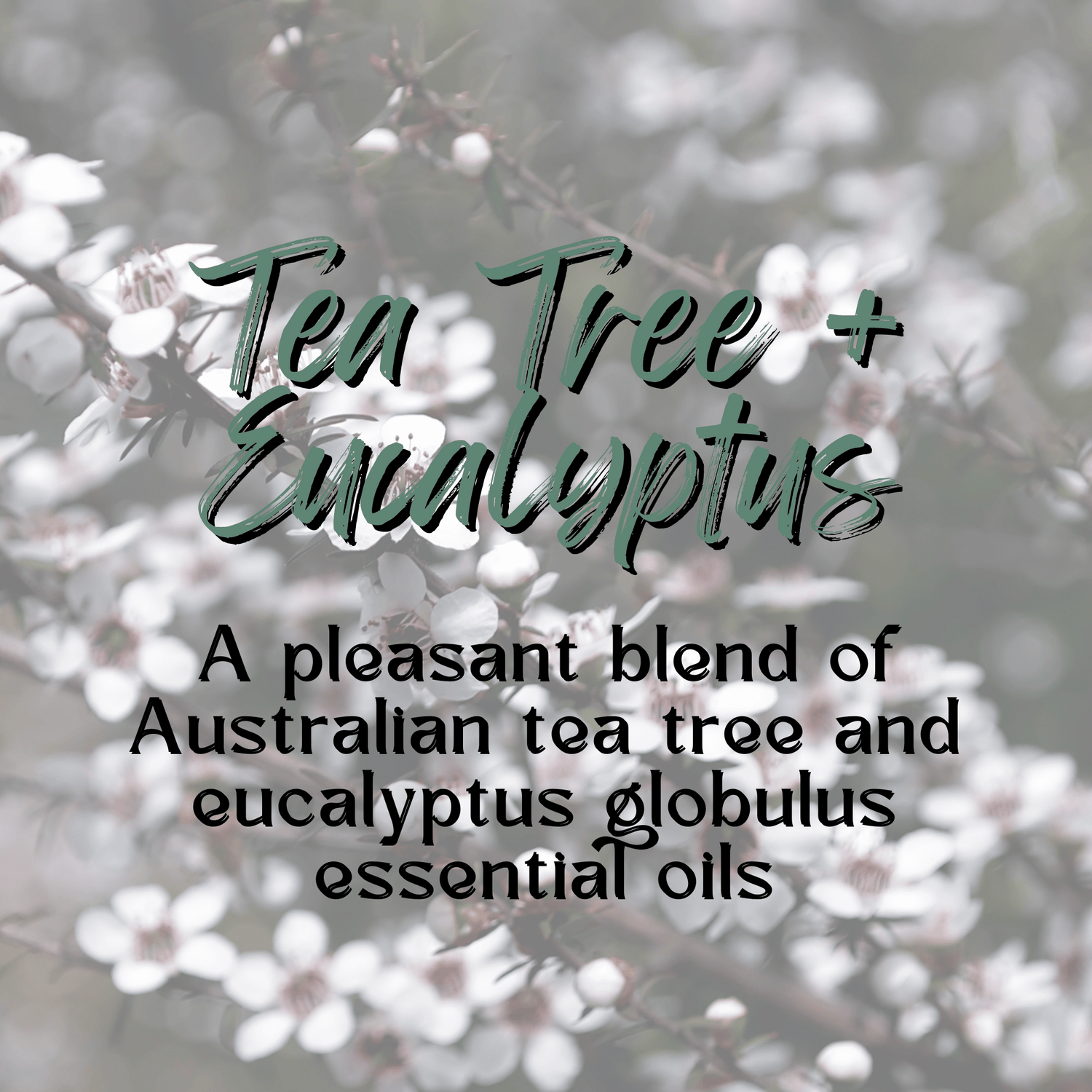 Tea Tree + Eucalyptus