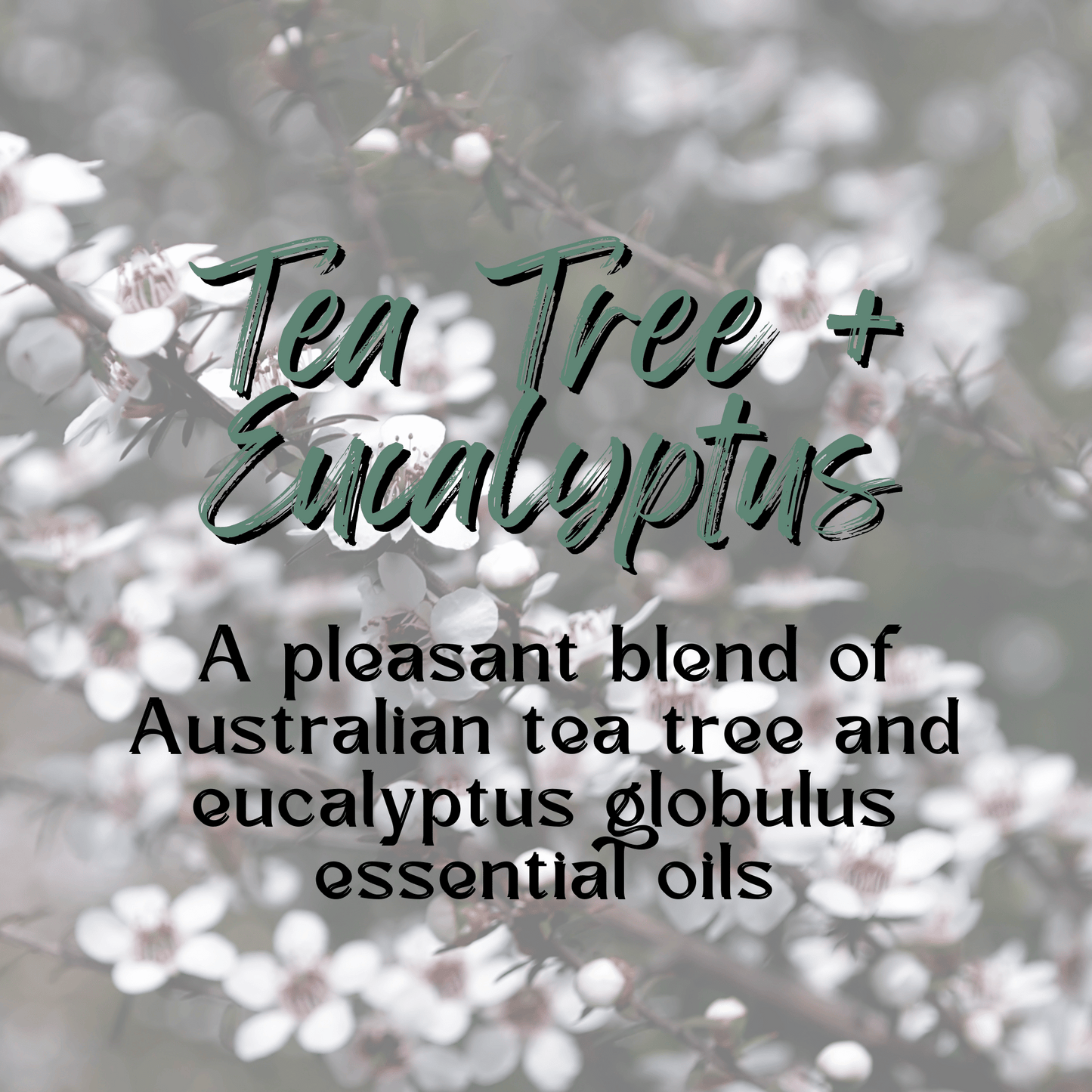 Nourishing Body Oil | Tea Tree + Eucalyptus | Choice of Size